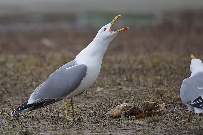 Goéland hybride indéterminé  - Wolfgang Schweighofer