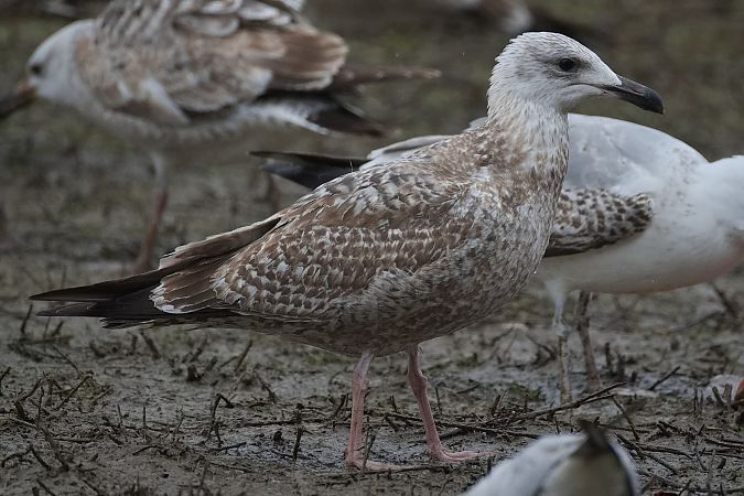 Möwenhybrid  - Wolfgang Schweighofer