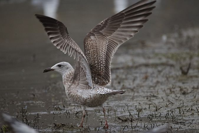 Gull hybrid, unidentified  - Wolfgang Schweighofer