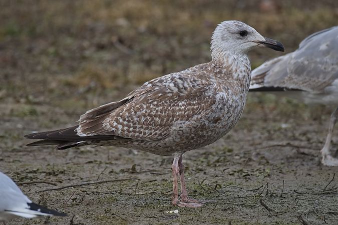 Goéland argenté  - Wolfgang Schweighofer