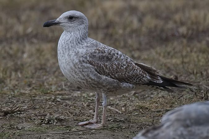 Goéland hybride indéterminé  - Wolfgang Schweighofer