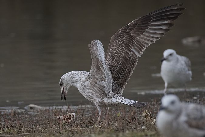 Goéland hybride indéterminé  - Wolfgang Schweighofer
