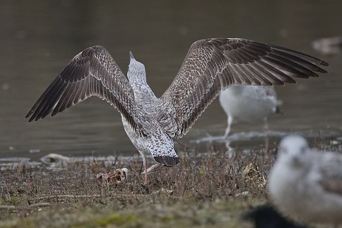 Goéland hybride indéterminé  - Wolfgang Schweighofer