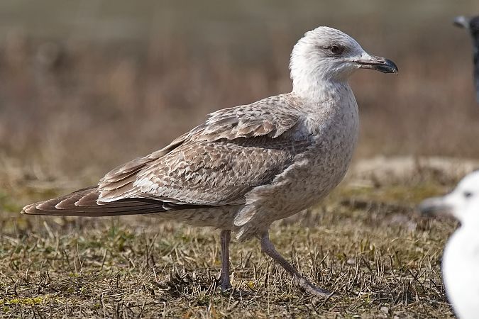 Goéland argenté  - Wolfgang Schweighofer