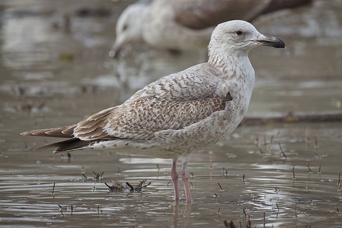 Goéland hybride indéterminé  - Wolfgang Schweighofer