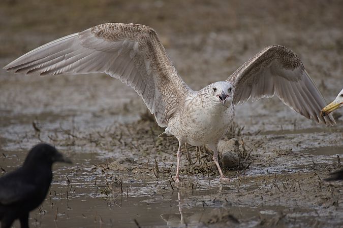 Goéland hybride indéterminé  - Wolfgang Schweighofer