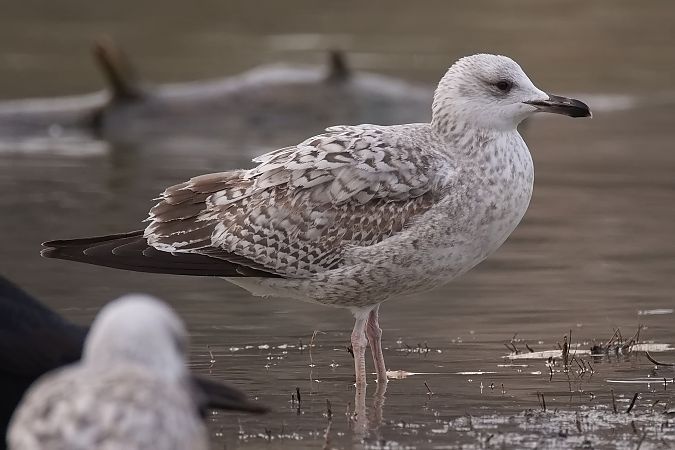 Goéland hybride indéterminé  - Wolfgang Schweighofer