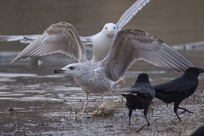 Goéland hybride indéterminé  - Wolfgang Schweighofer