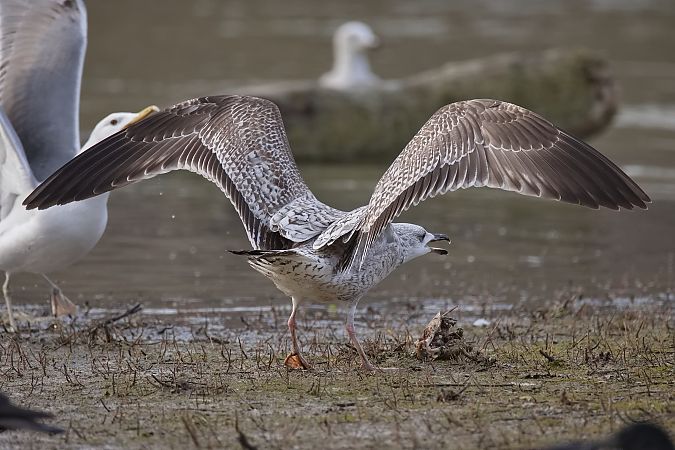 Goéland hybride indéterminé  - Wolfgang Schweighofer