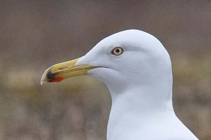 Goéland argenté  - Wolfgang Schweighofer