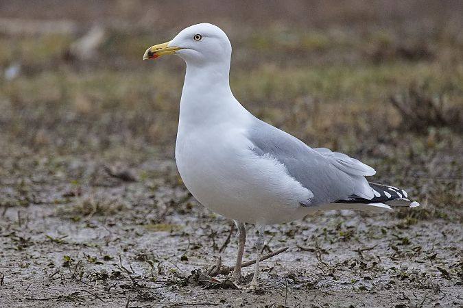 Goéland argenté  - Wolfgang Schweighofer