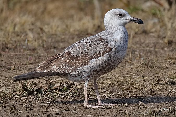 Goéland hybride indéterminé  - Wolfgang Schweighofer