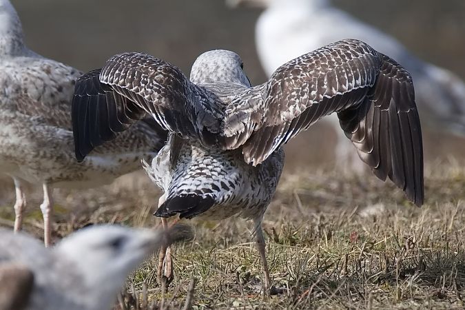 Goéland hybride indéterminé  - Wolfgang Schweighofer
