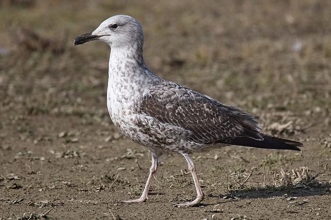 Goéland hybride indéterminé  - Wolfgang Schweighofer