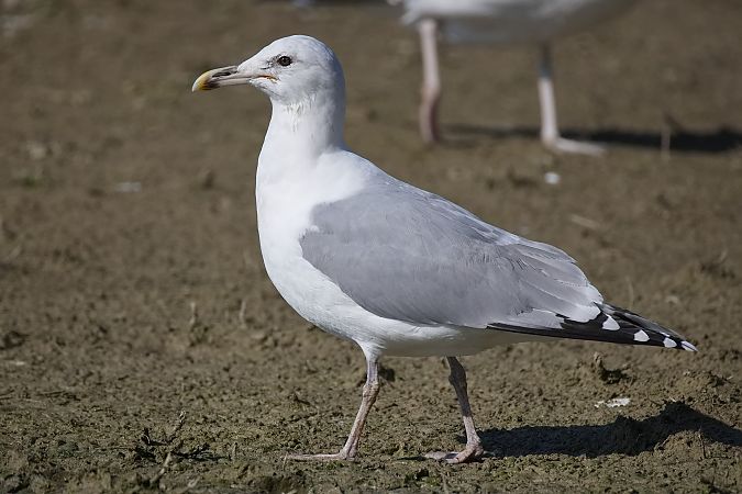 Goéland hybride indéterminé  - Wolfgang Schweighofer