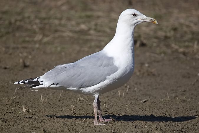 Goéland hybride indéterminé  - Wolfgang Schweighofer
