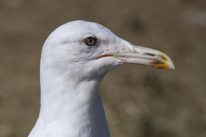 Goéland hybride indéterminé  - Wolfgang Schweighofer