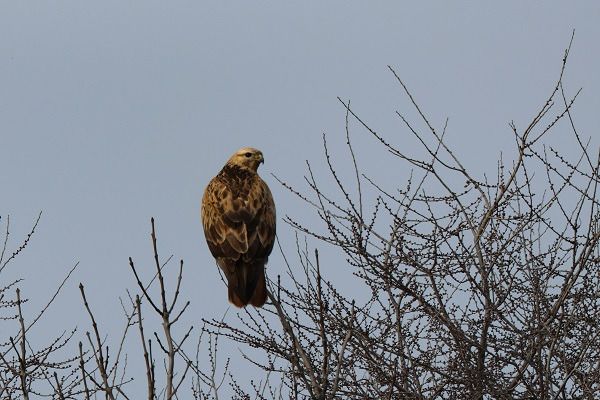 Buse féroce  - Andreas Reiter