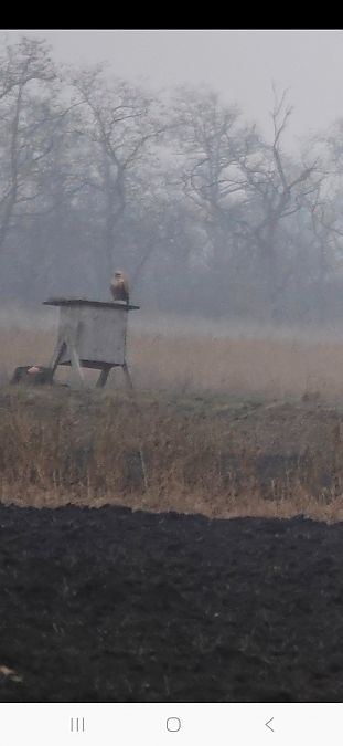 Buse féroce  - Christine Ludwig