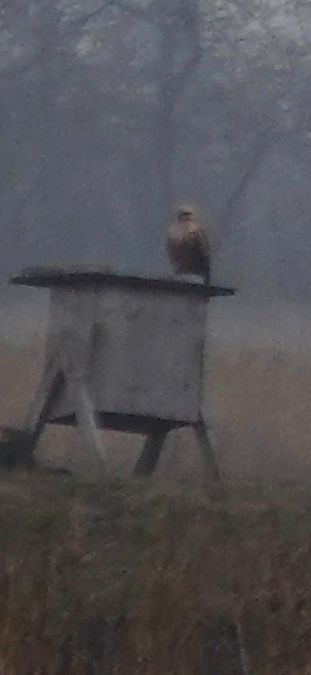 Buse féroce  - Christine Ludwig