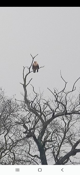 Buse féroce  - Christine Ludwig