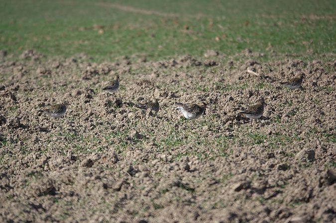 European Golden Plover  - Christine Ludwig