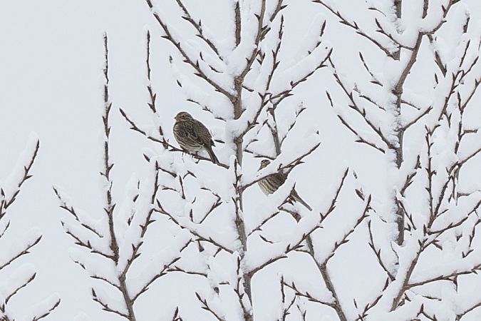 Bruant proyer  - Viehböck Helga