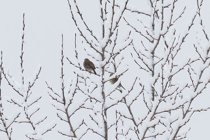 Bruant proyer  - Viehböck Helga