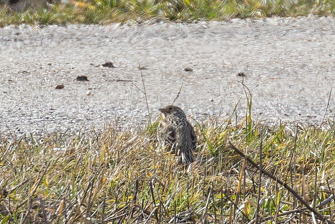 Bruant proyer  - Viehböck Helga