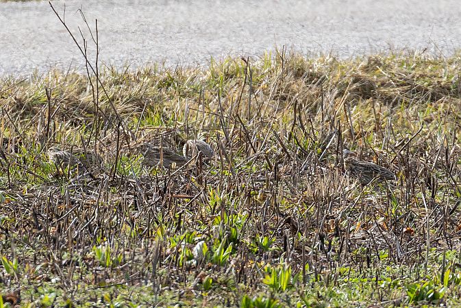 Bruant proyer  - Viehböck Helga