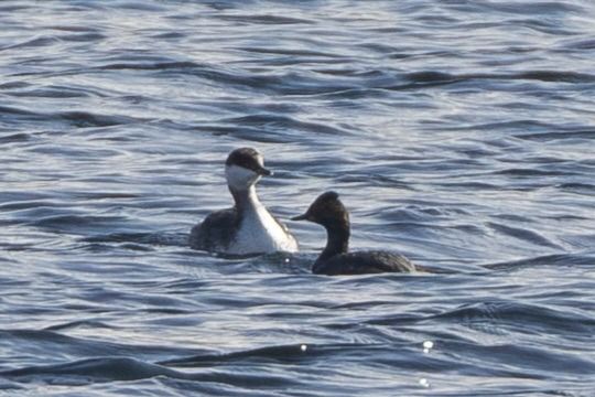 Grèbe esclavon  - Viehböck Helga