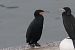 Grand Cormoran (ssp. carbo)  - Clemens Schlosser