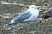 Goéland argenté  - Patrick Mösinger