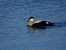 Eider à duvet  - Harald Mark