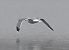 European Herring Gull  - Karl Heinz Krainer