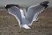 Goéland hybride indéterminé  - Wolfgang Schweighofer