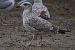 Goéland hybride indéterminé  - Wolfgang Schweighofer