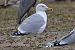 Goéland argenté  - Wolfgang Schweighofer