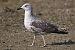 Goéland hybride indéterminé  - Wolfgang Schweighofer