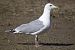 Goéland hybride indéterminé  - Wolfgang Schweighofer