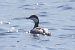 Grèbe esclavon  - Viehböck Helga