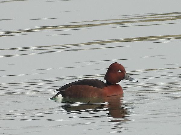 Fuligule nyroca  - Michael Breuss