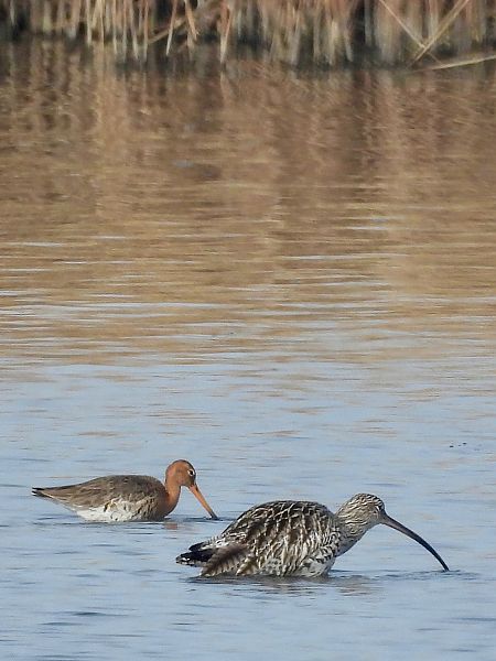 Barge à queue noire  - Bernd Hagen