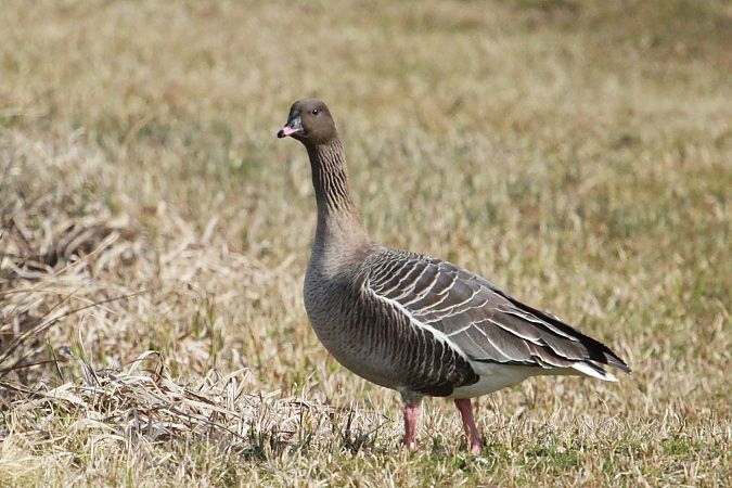 Oie à bec court  - Helmut Kräuter