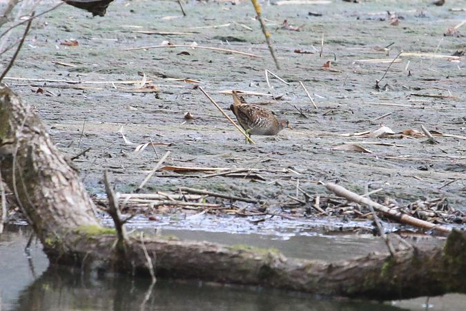 Marouette ponctuée  - Helmut Kräuter