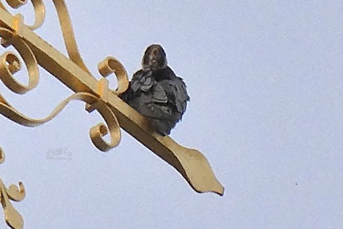 Faucon pèlerin (ssp. calidus)  - Tscho Findeis