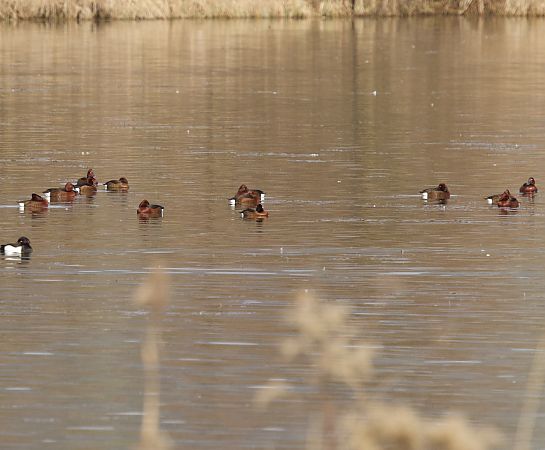 Fuligule nyroca  - Florian Hanslmayr