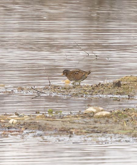 Marouette ponctuée  - Florian Hanslmayr