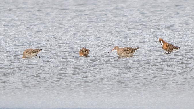 Barge à queue noire  - Doris Schamberger
