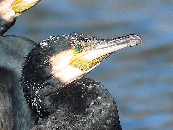 Grand Cormoran (ssp. carbo)  - Margarita Grohmann